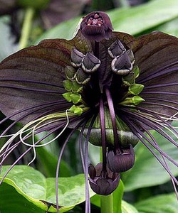 Cây Râu Hùm cây thuốc quý công dụng chữa bệnh và cách sử dụng