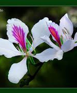 SIM 3G 299K miễn phí một năm vào mạng