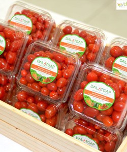 Cà chua bi ngọt đạt chuẩn Global GAP chất lượng và an toàn tuyệt đối
