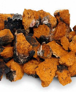 Nấm Chaga 100% từ Nga