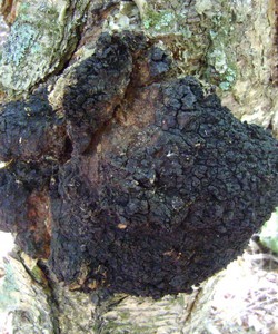 Bán nấm Chaga vùng Siberia giá tốt nhất