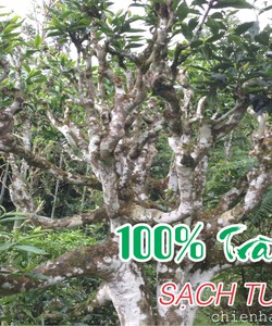 Mua trà chè shan tuyết ớ đâu ngon trà shan tuyết chính hãng, giá hợp lý