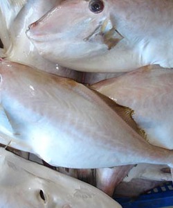 Cá Bò Da Hương Quê