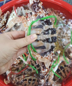 Bán buôn các loại hải sản cho các đại lý toàn quốc