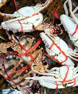 Cung cấp Ghẹ biển các size từ lớn tới bé ăn ngon 100% thịt và gạch nhiều