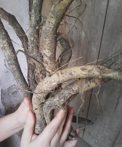 Dược liệu rừng ngâm rượu