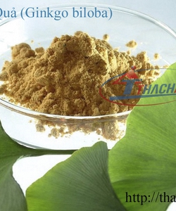 Cao Ginkgo Biloba 25kg/thùng