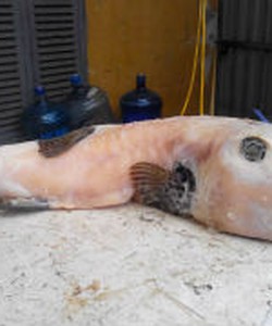 Cá thỏ biển 4kg up