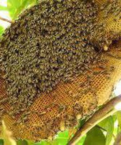 Mật ong rừng Tây Nguyên, bột trà xanh matcha nguyên chất Phân phối tại Hà Nội
