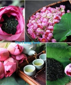 Trà ướp sen tây hồ làm quà biếu cao cấp