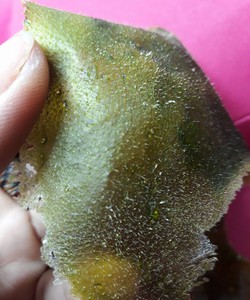 Bột lột mụn matcha