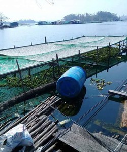 Cá cơm khô sông Sê san