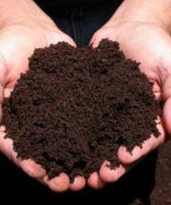 Phân hữu cơ giun quế trồng rau sạch tại nhà