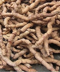 Địa chỉ bán ba kích tím, ba kích trắng, ba kích tươi ở hà nội uy tín