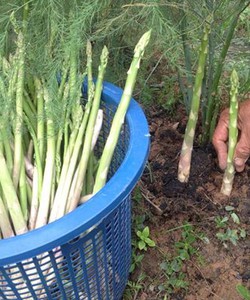 Trồng măng tây xanh thu tiền triệu mỗi ngày