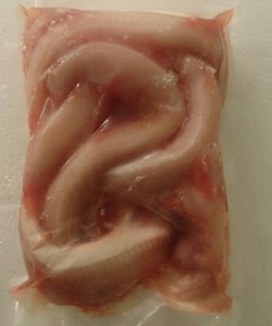 Cá ninja còn gọi là cá gì