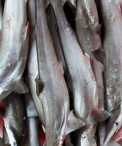 Cá mập sữa mua ở đâu