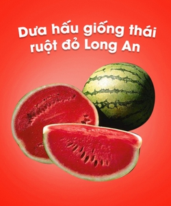 Dưa hấu giống thái ruột đỏ Long An 100gr