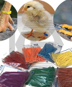 Dây rút nhiều màu làm dấu chân gà