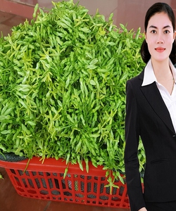 Cần bán buôn hoa thiên lý sạch tại Hà Nội. Số lượng 5 tấn/ ngày