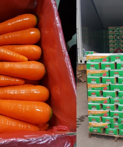 Cần bán gấp 600 tấn cà rốt xuất khẩu các size CT Hưng Việt Gia Lộc