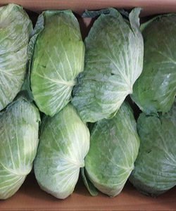 Cần bán 600 tấn BẮP CẢI xuất khẩu Hồ Chí Minh