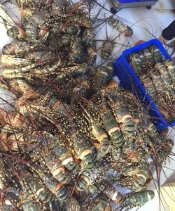 Tôm Hùm Ngon đặt trước