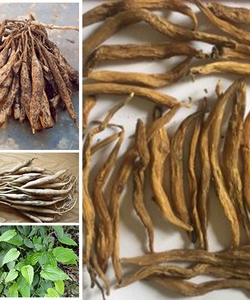 Bán củ bách bộ khô Củ 30 Thần dược trị ho, sỉ lẻ toàn quốc.