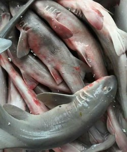 Cá Mập Sữa Cá Nhám