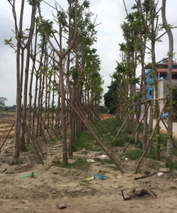 Dự án Palado Vạn An TP Bắc Ninh mở bán 100 lô, sổ đỏ lâu dài không ép xây dựng