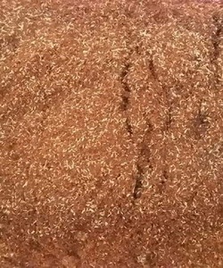 Trại dế Hương Xuân điểm đến cho những ai yêu dế