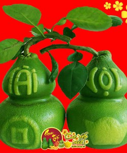 Đại lý Bưởi hồ lô tài lộc Quận Tân Bình