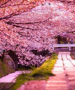 Tour du lịch Nhật Bản mùa hoa anh đào 2019 6N5Đ