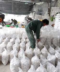 Sỏi đen, sỏi trắng, sỏi vàng...