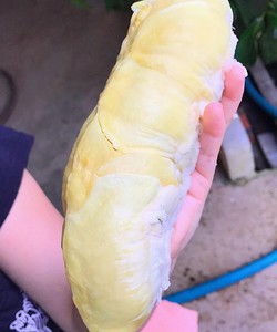 Sầu riêng minh hoàng khôi