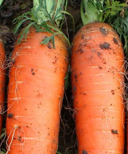 Cà rốt Hải Dương