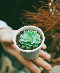 Tour du lịch Nha Trang Phượng Hoàng Cổ Trấn