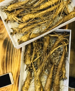 Nhân sâm tươi Bố Chính, củ sâm đẹp, dược tính cao