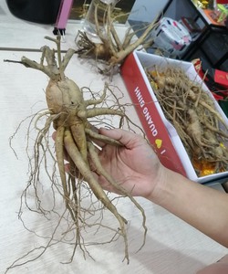 Nhân sâm Bố Chính trồng ở Quảng Bình cho dược tính cao, rễ và củ sâm đep