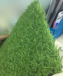 Cỏ Sân vường 05