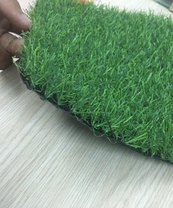 Cỏ Sân vường 07