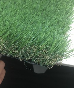 Cỏ Sân vường 35