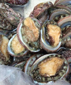 Giá bào ngư bao nhiêu