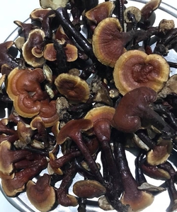 Siêu phẩm nấm linh chi rừng Gia Lai, chất lượng cực tốt