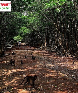 Tour Dần Xây Đảo Khỉ