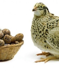 Bán chim cút, chim câu, gà tần thịt sẵn, trứng cút lộn, giá rẻ, ship toàn quốc
