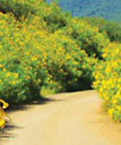 Tour Đà Lạt 2 ngày 2 đêm