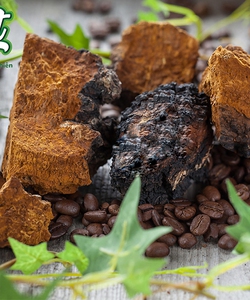 Mua nấm chaga siberia hoang dã từ Nga