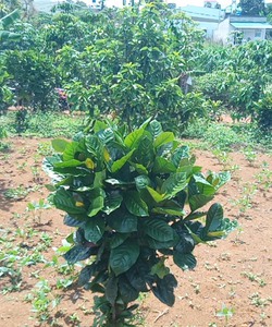 Bán đất hẻm 115 Lam Sơn.