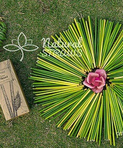 Khám phá địa chỉ cung cấp ống hút cỏ bàng uy tín, chất lượng nhất